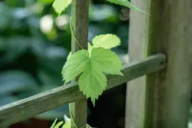 Vitis vinifera (Druif) - afbeelding 62