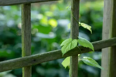 Vitis vinifera (Druif) - afbeelding 63