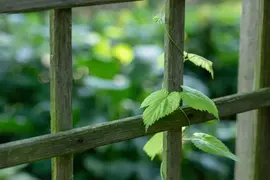 Vitis vinifera (Druif) - afbeelding 63