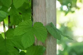 Vitis vinifera (Druif) - afbeelding 64