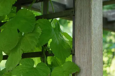 Vitis vinifera (Druif) - afbeelding 65
