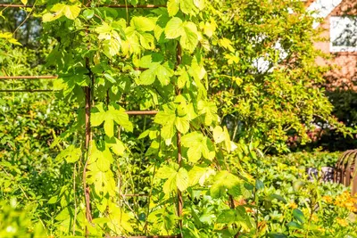 Vitis vinifera (Druif) - afbeelding 66