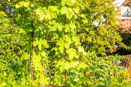 Vitis vinifera (Druif) - afbeelding 66