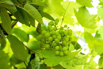 Vitis vinifera (Druif) - afbeelding 67