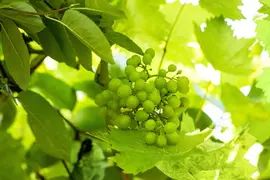 Vitis vinifera (Druif) - afbeelding 67