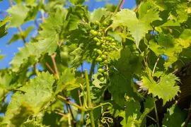 Vitis vinifera (Druif) - afbeelding 68