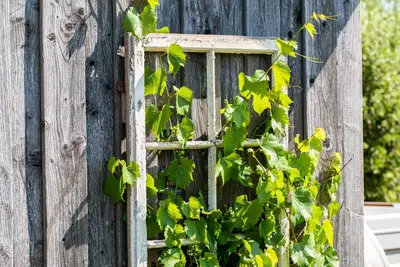 Vitis vinifera (Druif) - afbeelding 69