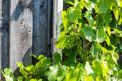 Vitis vinifera (Druif) - afbeelding 71
