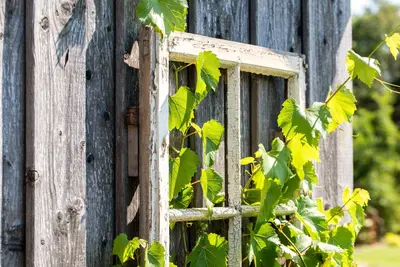 Vitis vinifera (Druif) - afbeelding 72