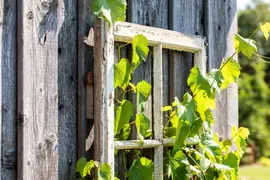 Vitis vinifera (Druif) - afbeelding 72