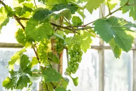 Vitis vinifera (Druif) - afbeelding 74
