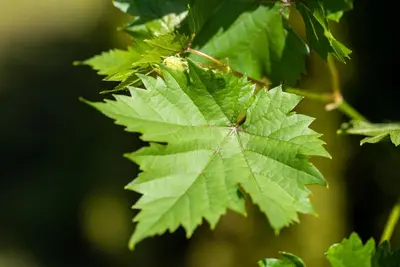 Vitis vinifera (Druif) - afbeelding 75