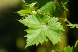 Vitis vinifera (Druif) - afbeelding 75