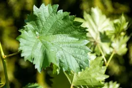 Vitis vinifera (Druif) - afbeelding 77
