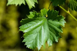 Vitis vinifera (Druif) - afbeelding 78