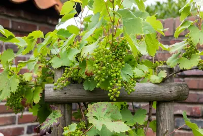 Vitis vinifera (Druif) - afbeelding 79