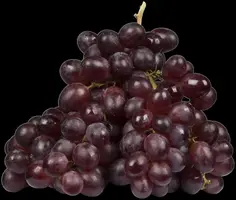 Vitis vinifera (Druif) - afbeelding 46