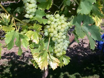 Vitis vinifera 'Fanny' (Druif) fruitplant 60cm - afbeelding 6