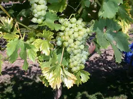 Vitis vinifera 'Fanny' (Druif) fruitplant 60cm - afbeelding 6