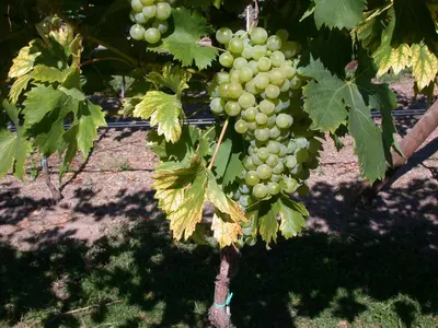 Vitis vinifera 'Fanny' (Druif) fruitplant 60cm - afbeelding 7