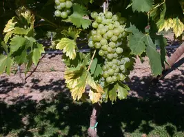 Vitis vinifera 'Fanny' (Druif) fruitplant 60cm - afbeelding 7