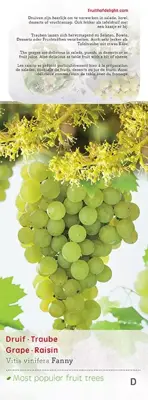 Vitis vinifera 'Fanny' (Druif) fruitplant 60cm - afbeelding 5