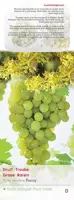 Vitis vinifera 'Fanny' (Druif) fruitplant 60cm - afbeelding 5