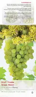 Vitis vinifera 'Fanny' (Druif) fruitplant 60cm - afbeelding 5