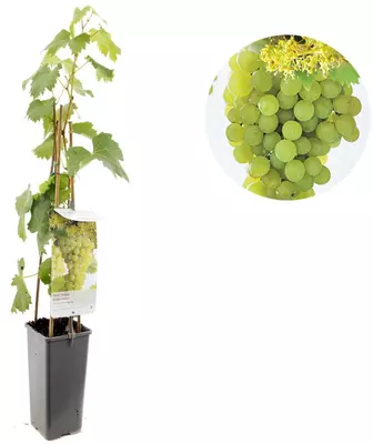 Vitis vinifera 'Fanny' (Druif) fruitplant 60cm - afbeelding 1