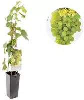 Vitis vinifera 'Fanny' (Druif) fruitplant 60cm kopen?