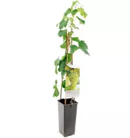 Vitis vinifera 'Fanny' (Druif) fruitplant 60cm - afbeelding 2