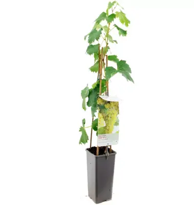 Vitis vinifera 'Fanny' (Druif) fruitplant 60cm - afbeelding 2