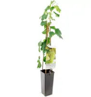 Vitis vinifera 'Fanny' (Druif) fruitplant 60cm - afbeelding 2