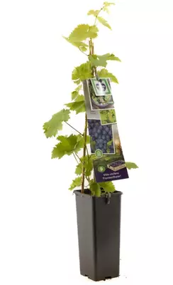 Vitis vinifera 'Frankenthaler' (Druif) fruitplant 60cm - afbeelding 2