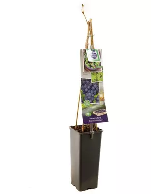 Vitis vinifera 'Frankenthaler' (Druif) fruitplant 60cm - afbeelding 3