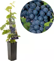 Vitis vinifera 'Frankenthaler' (Druif) fruitplant 60cm - afbeelding 1