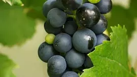 Vitis vinifera 'Frankenthaler' (Druif) fruitplant 60cm - afbeelding 4