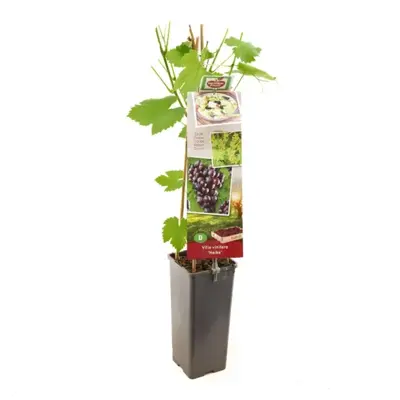 Vitis vinifera 'Heike' (Druif) fruitplant 60cm - afbeelding 1