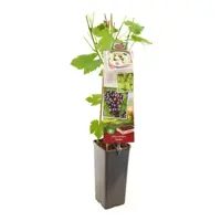 Vitis vinifera 'Heike' (Druif) fruitplant 60cm - afbeelding 1