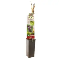 Vitis vinifera 'Heike' (Druif) fruitplant 60cm - afbeelding 2