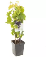 Vitis vinifera 'Heike' (Druif) fruitplant 65cm - afbeelding 2