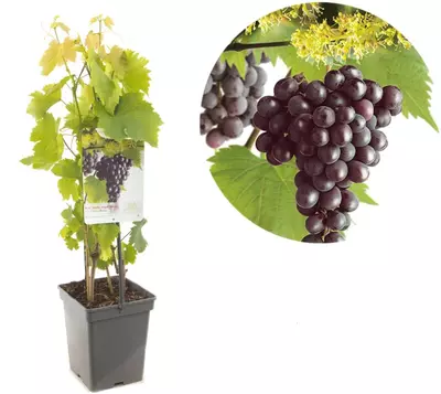 Vitis vinifera 'Heike' (Druif) fruitplant 65cm - afbeelding 1