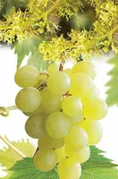Vitis vinifera 'Himrod' (Druif) fruitplant 60cm - afbeelding 5
