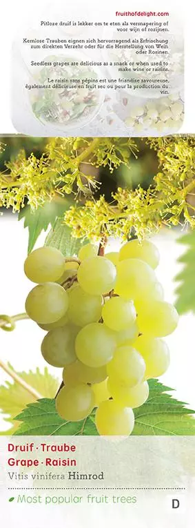 Vitis vinifera 'Himrod' (Druif) fruitplant 60cm - afbeelding 4