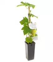 Vitis vinifera 'Himrod' (Druif) fruitplant 60cm - afbeelding 2