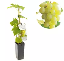 Vitis vinifera 'Himrod' (Druif) fruitplant 60cm kopen?