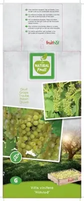 Vitis vinifera Himrod (Druif) fruitplant 65cm - afbeelding 3