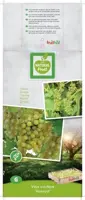 Vitis vinifera Himrod (Druif) fruitplant 65cm - afbeelding 3