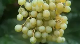 Vitis vinifera Himrod (Druif) fruitplant 65cm - afbeelding 4