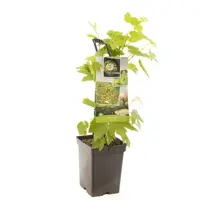 Vitis vinifera Himrod (Druif) fruitplant 65cm - afbeelding 1